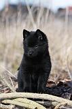 SCHIPPERKE 814